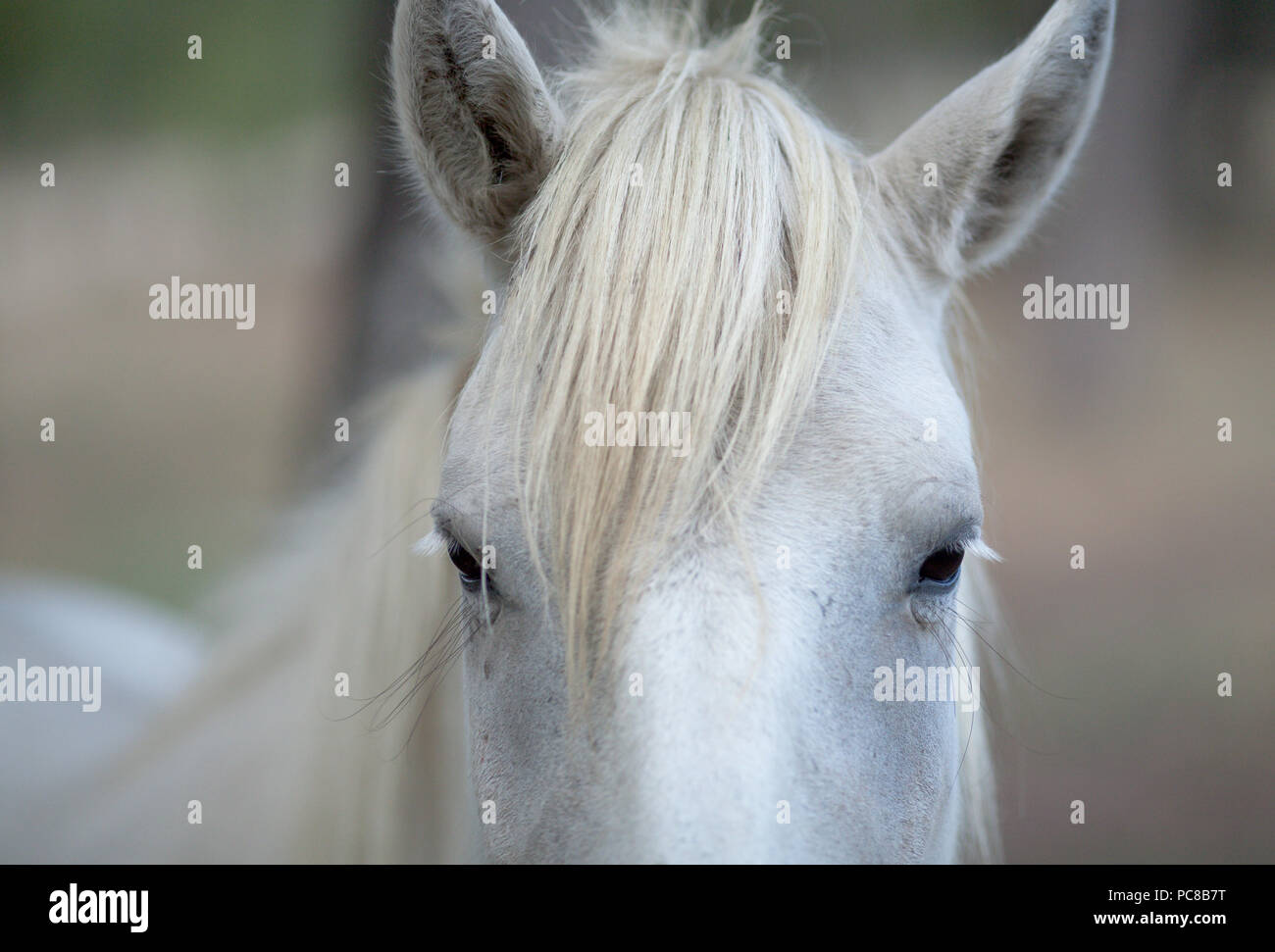 Von einem Pferd Augen Stockfoto