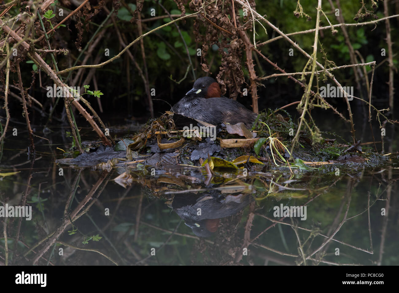 Zwergtaucher (Tachybaptus Ruficollis) Stockfoto
