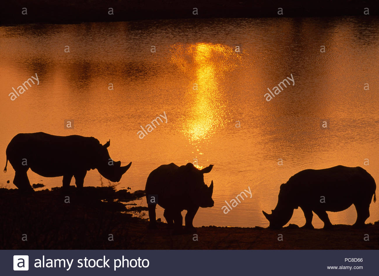 Drei Nashörner werden von der untergehenden Sonne. Stockfoto