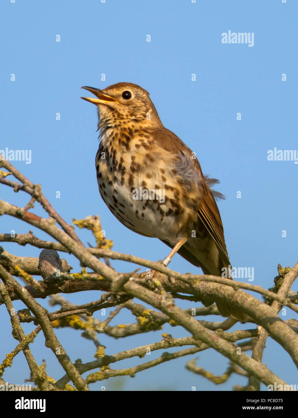 Singdrossel in voller Song Stockfoto