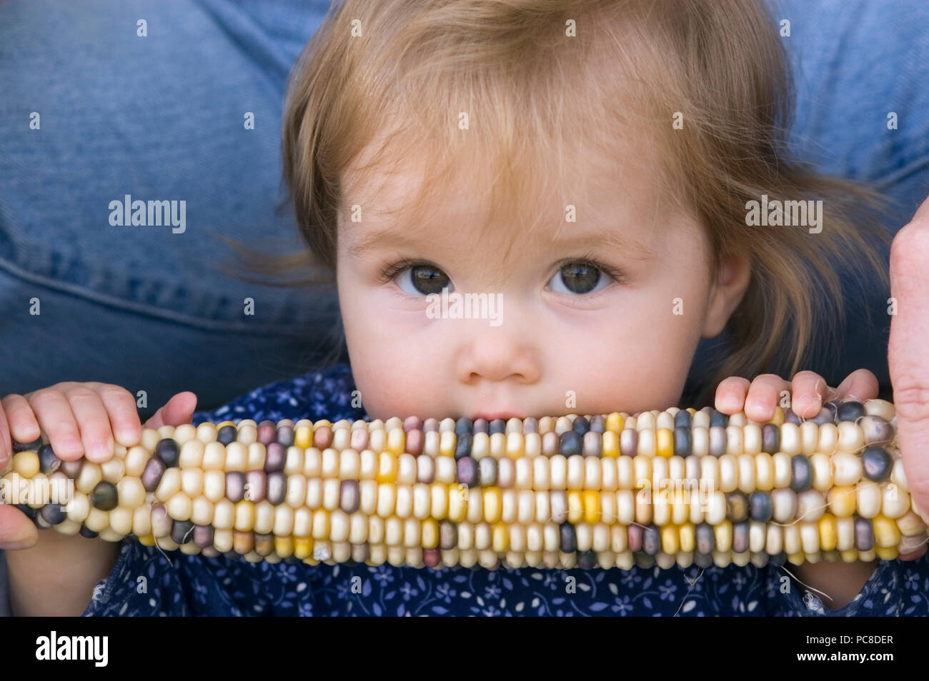 Eine acht Monate alte Mädchen kaut auf einem Ohr von Mais. Stockfoto