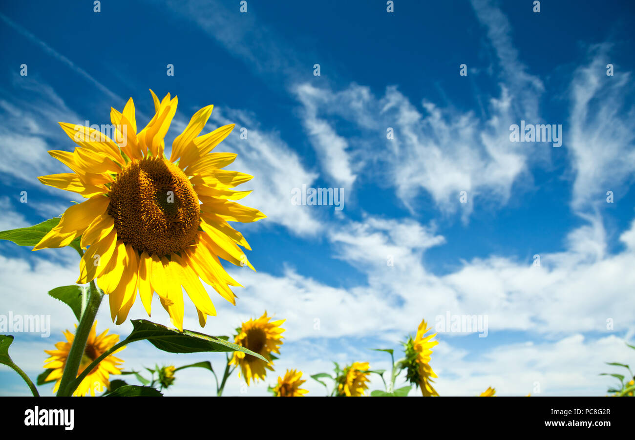 Sonnenblumen in Frankreich Stockfoto