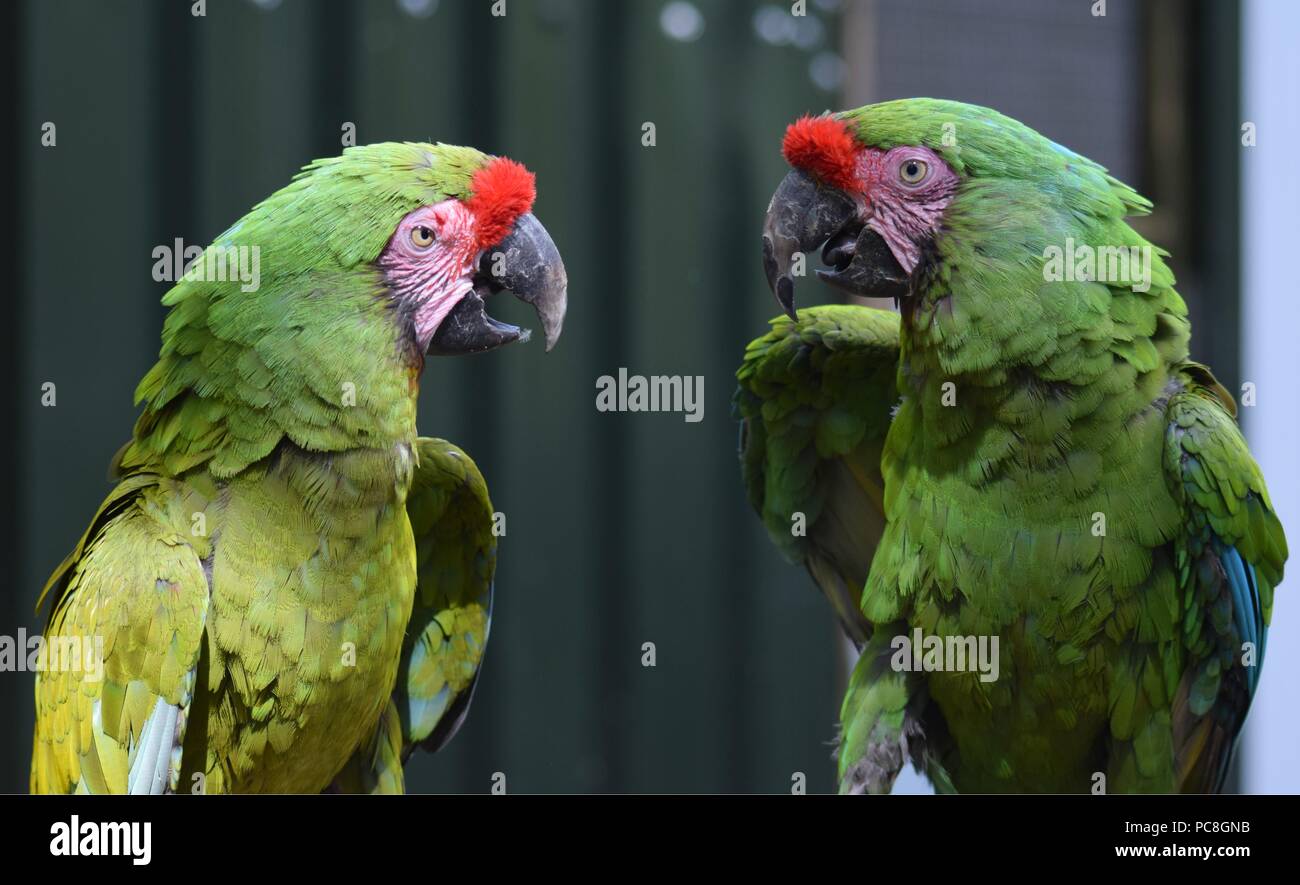Zahmen Papagei im Tropical Birdland Stockfoto