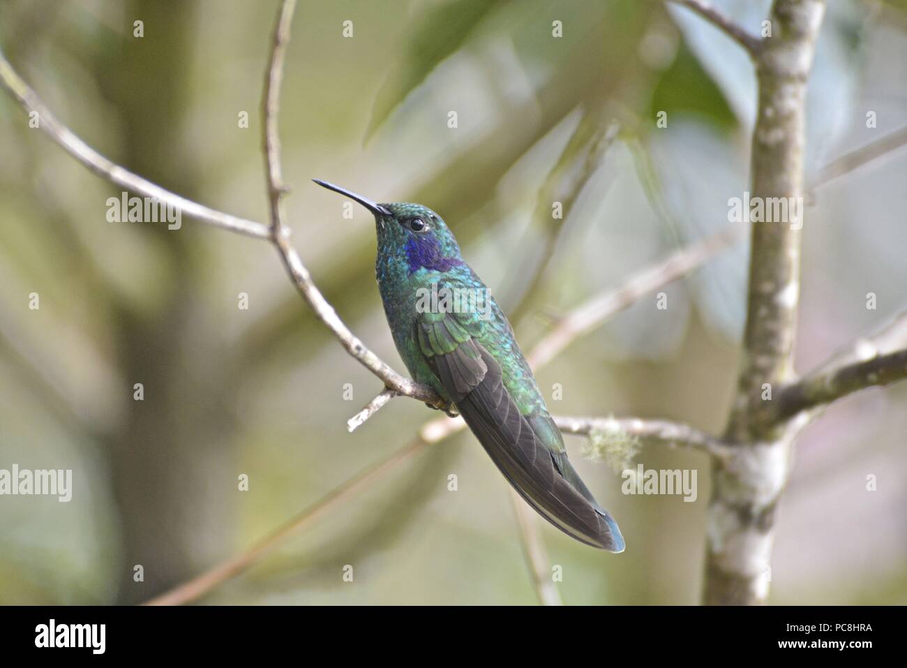 Grüne Violetear Kolibri, Colibri thalassinus. Stockfoto