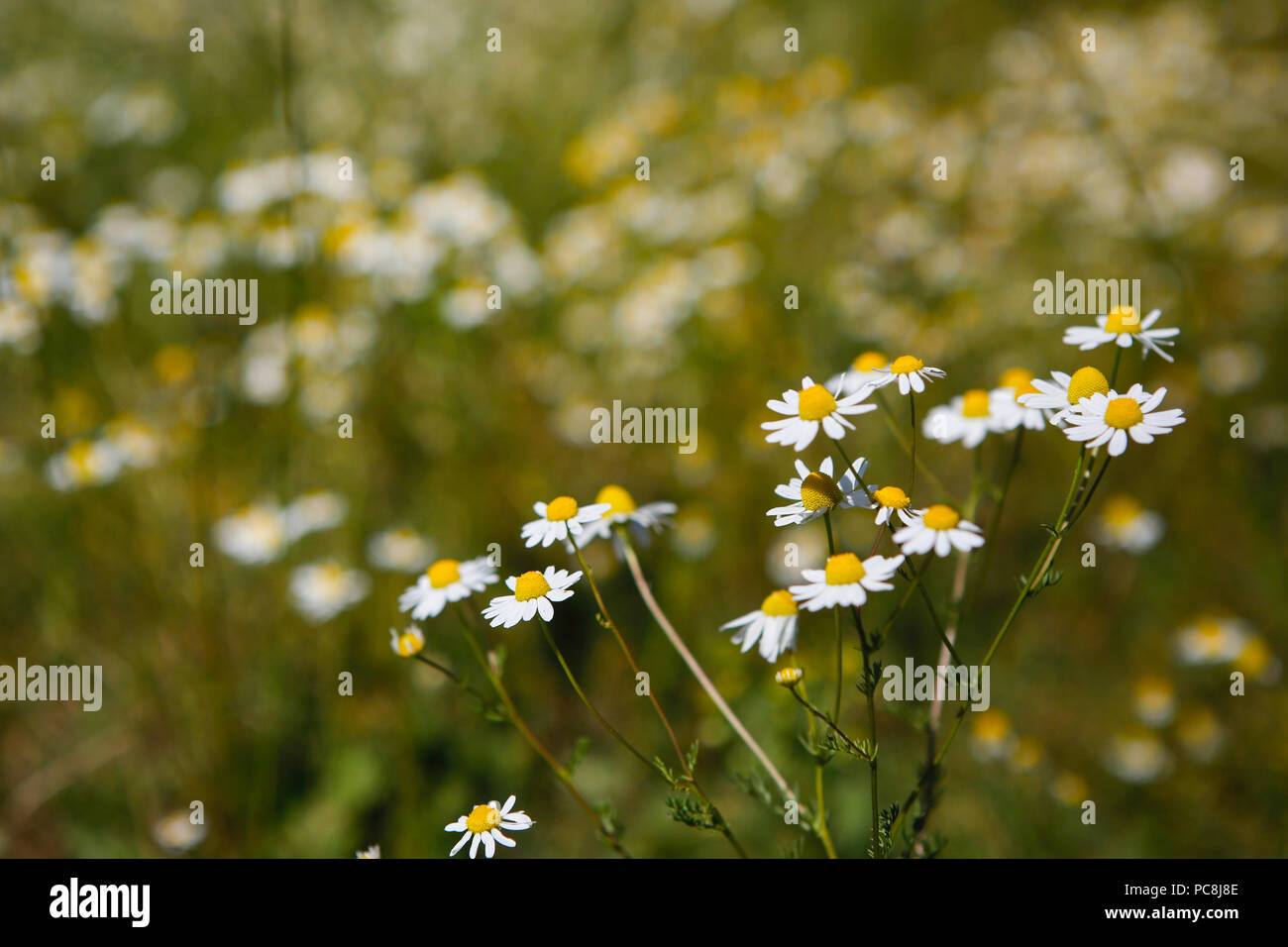 Gänseblümchen auf dem Rand eines Feldes von Gras Stockfoto