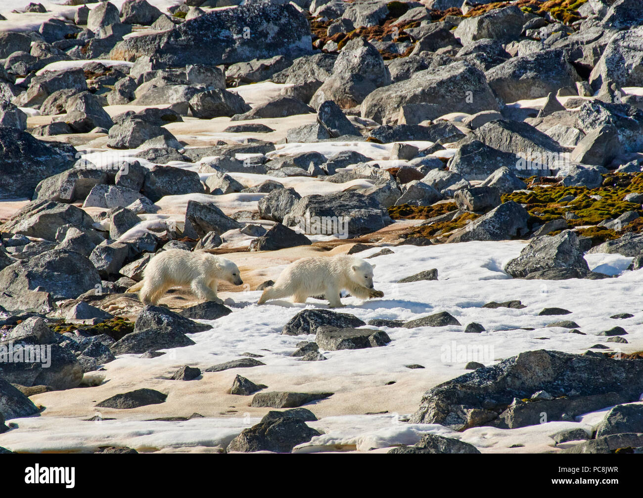 Zwei Polar bear Cubs (Ursus maritimus) weichen auf Steinen oder Spitzbergen, Svalbard, Europa Stockfoto