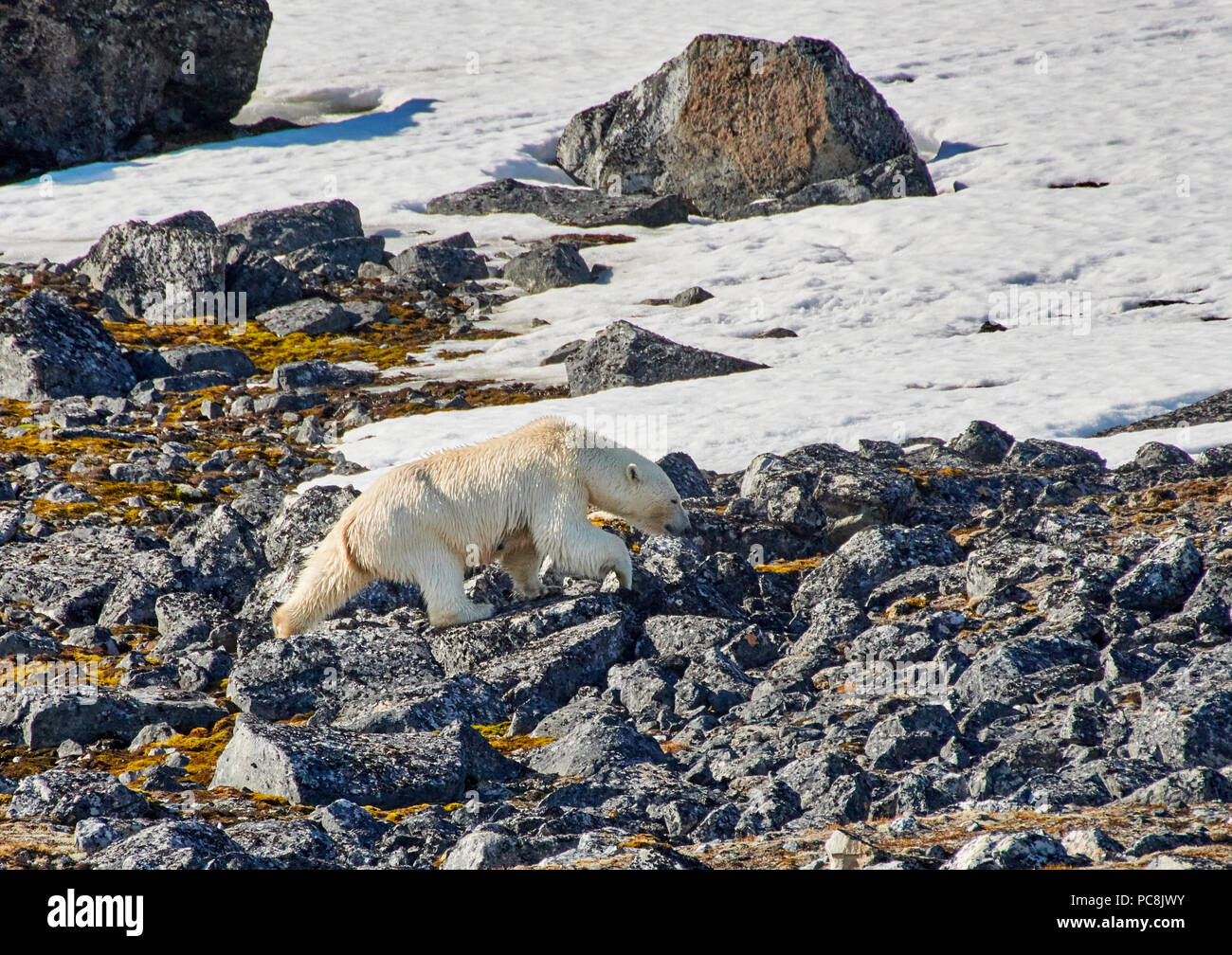 Eisbär (Ursus maritimus) weichen auf Steinen oder Spitzbergen, Svalbard, Europa Stockfoto