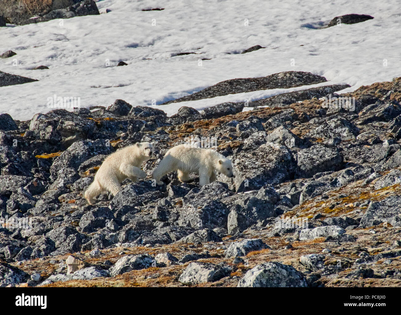 Zwei Polar bear Cubs (Ursus maritimus) weichen auf Steinen oder Spitzbergen, Svalbard, Europa Stockfoto