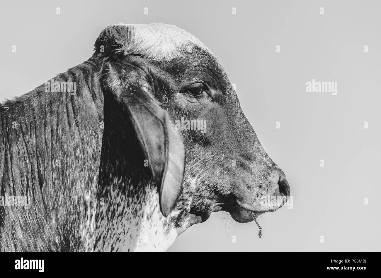 Schwarz und Weiß Profil Porträt einer Kuh mit einem trockenen Gras auf den Mund. Stockfoto