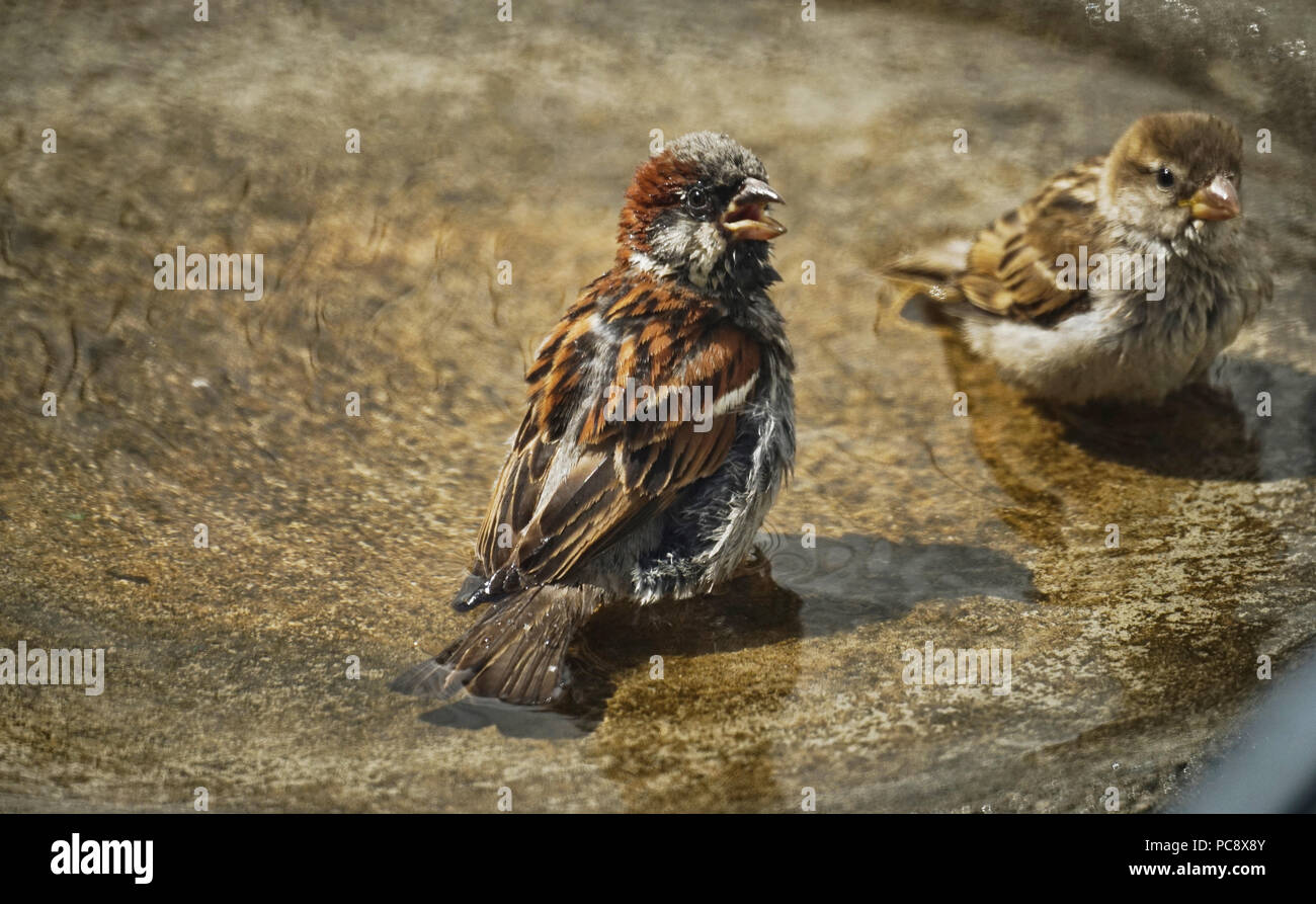 Montreal, Kanada, 31. Juli 2018. Haussperling in der Badewanne. Credit Mario Beauregard/Alamy leben Nachrichten Stockfoto