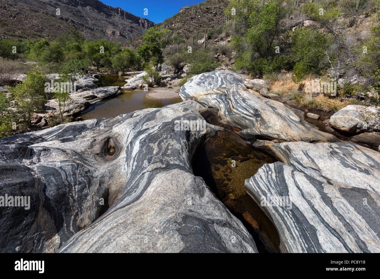 Fluss poliert Gneis & Anrainerstaaten Pool, Sabino Canyon, AZ Stockfoto