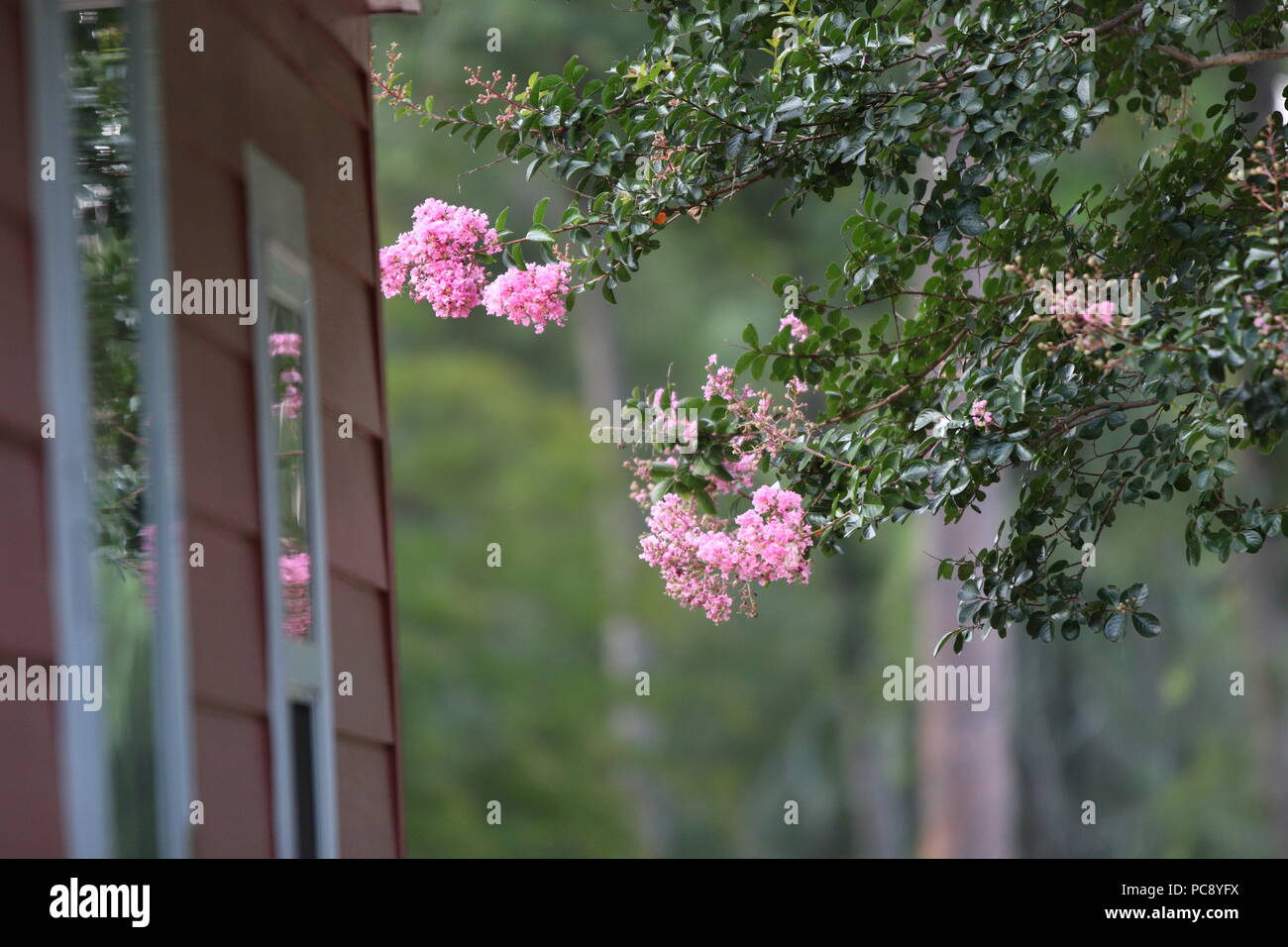 Rosa Crape Myrtle Blossom Spiegelbild im Fenster Stockfoto
