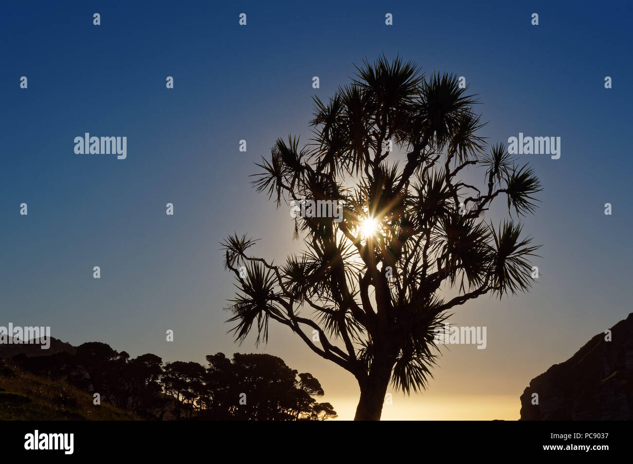 Sonne hinter einem Cabbage Tree, West Coast, Neuseeland Stockfoto