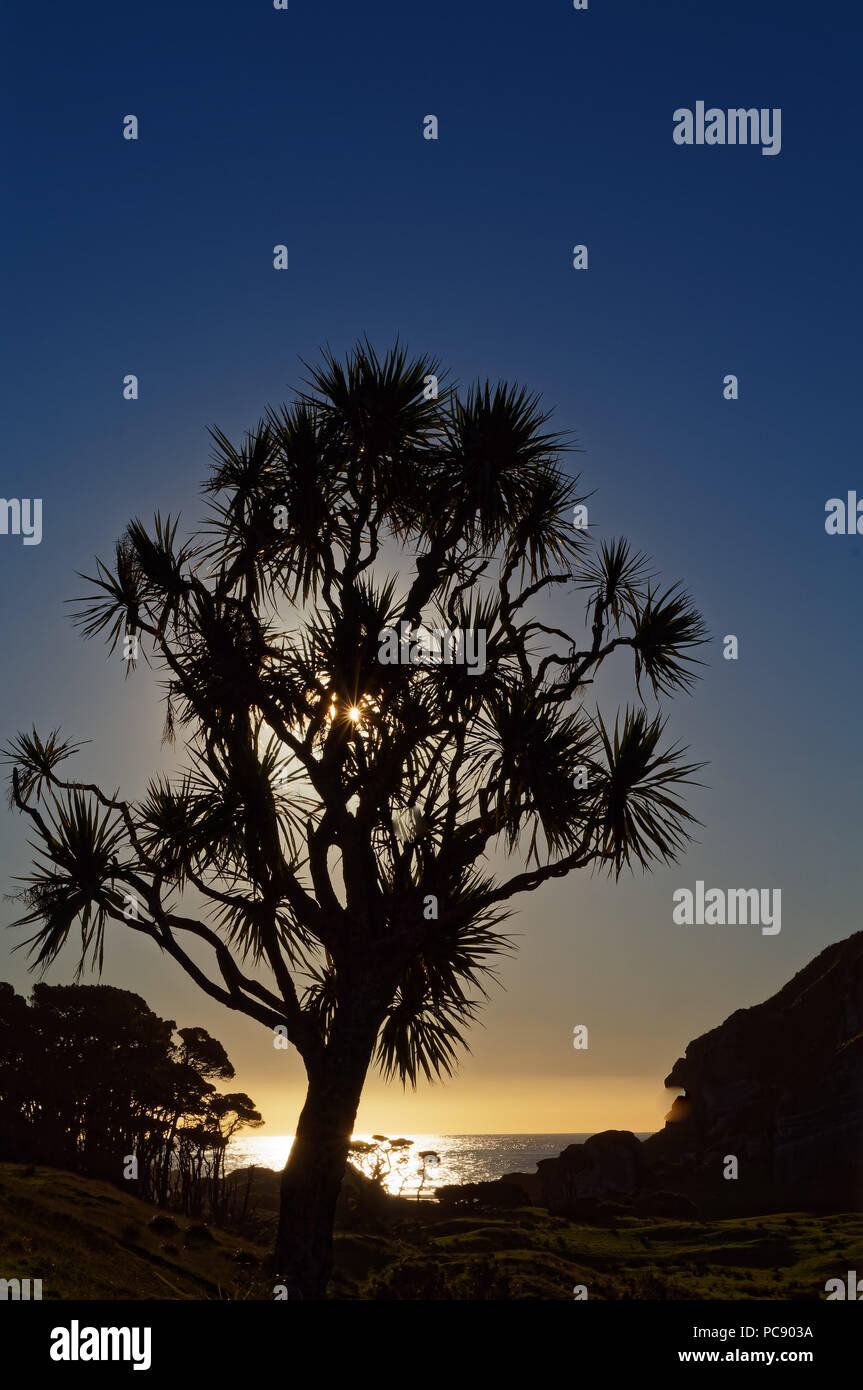 Sonne hinter einem Cabbage Tree, West Coast, Neuseeland Stockfoto