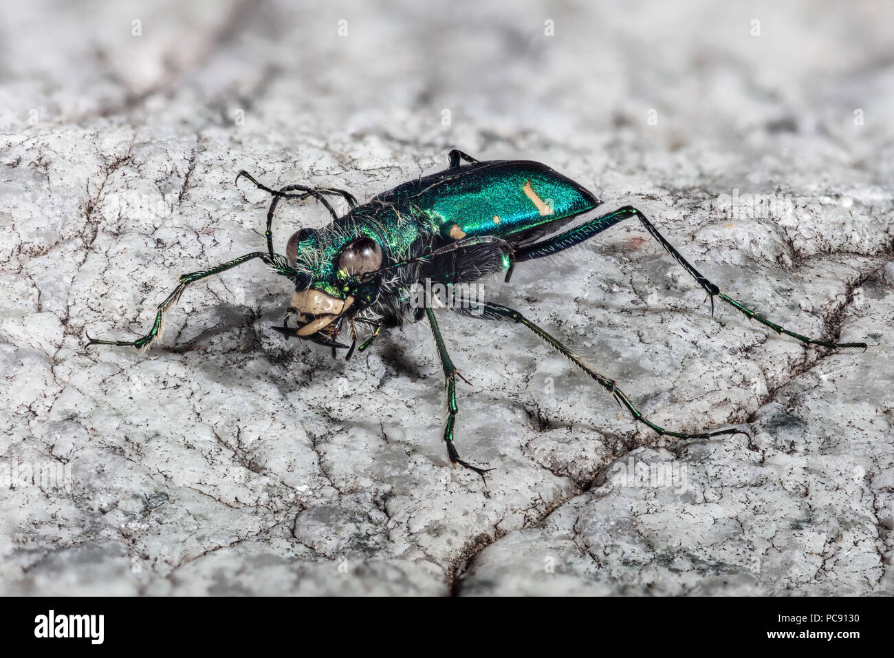 Grüne Claybank Tiger Beetle - Cicindela denverensis Stockfoto