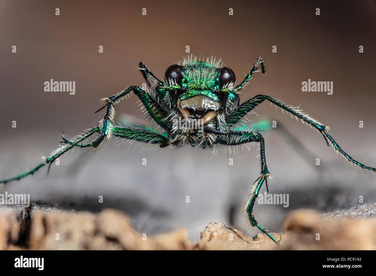 Grüne Claybank Tiger Beetle - Cicindela denverensis Stockfoto