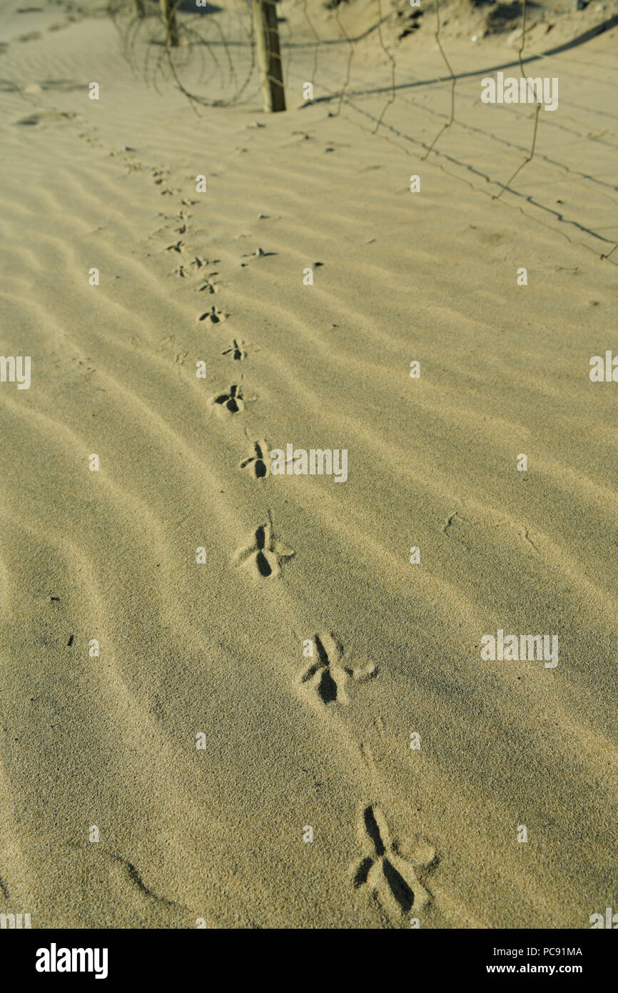 Linie der Vogel Fuß Drucke in den Wind geblasen Sand entlang Zaun Stockfoto