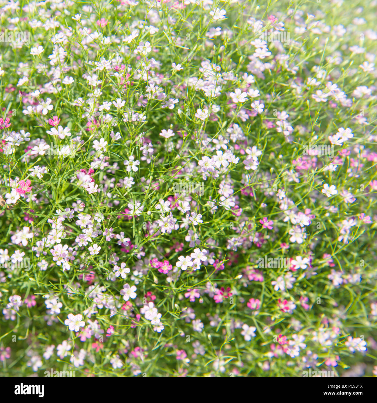 Schöne Gypsophila Blume, babysbreath Gypsophila (Gypsophila paniculata L.) blühen in den Garten. Ansicht von oben. Stockfoto