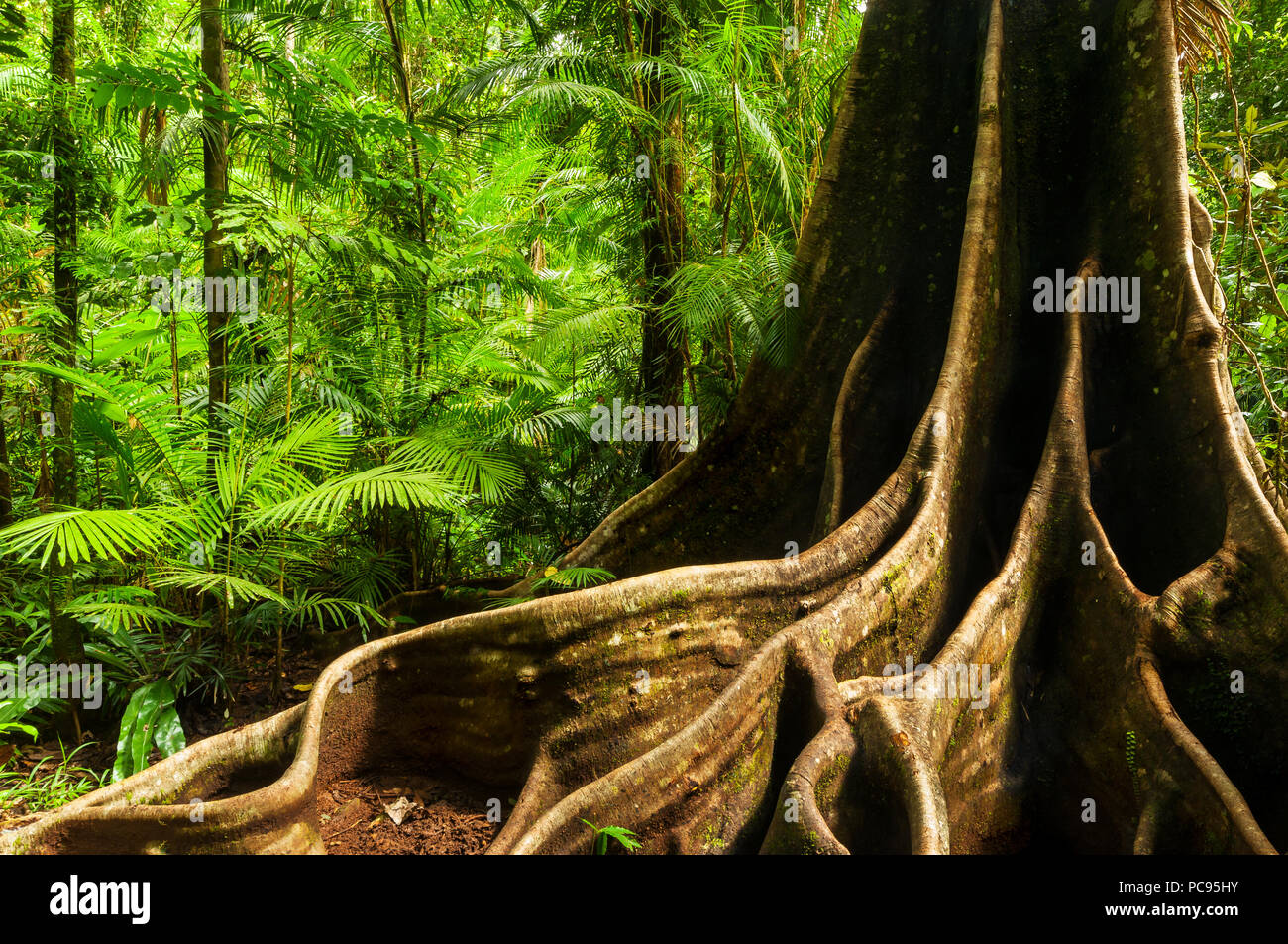 Alte Regenwald Riese in der feuchten Tropen von Queensland. Stockfoto