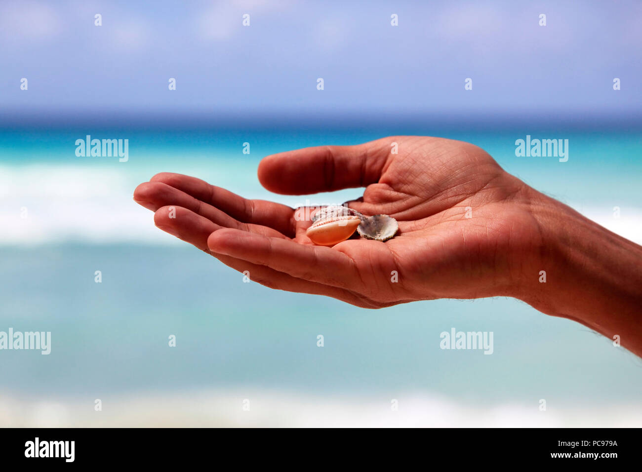 Schalen in die Hand eines Mannes auf dem Hintergrund des Meeres isoliert. Barbados. St. Lawrence Gap. Dover Beach Stockfoto