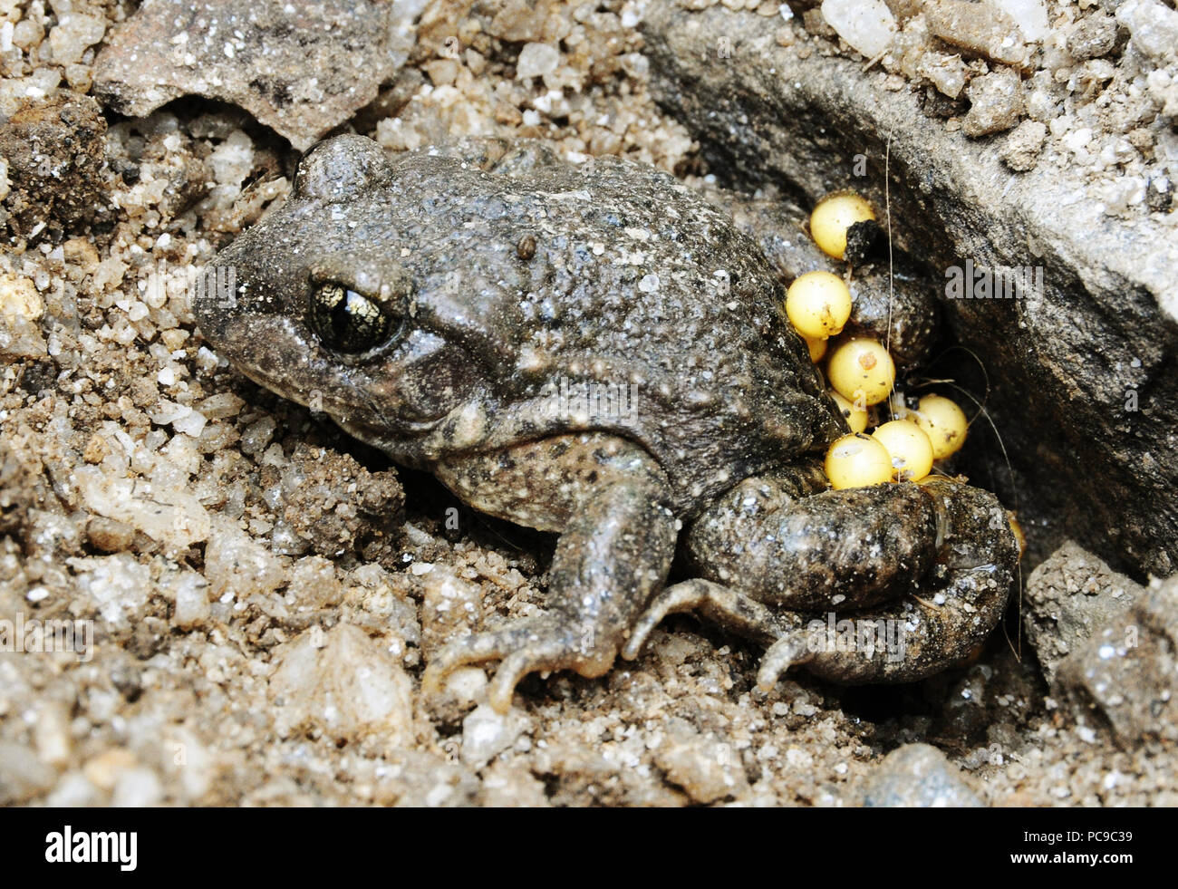 Hebamme Kröte Eier tragen im Bretonischen Garten, Frankreich Stockfoto