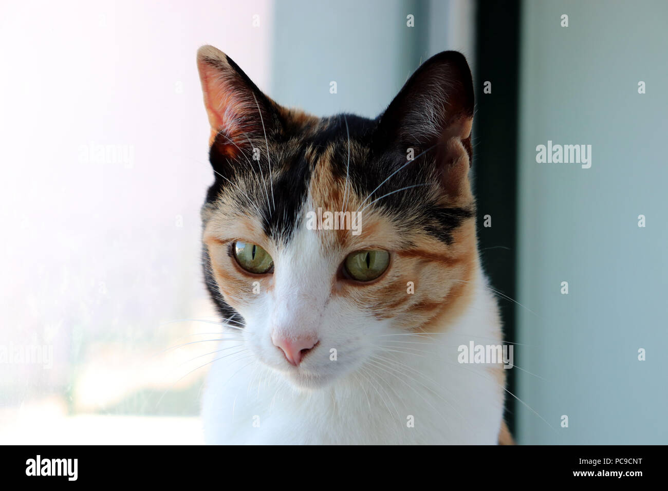 Portrait von Katze am Fenster Stockfoto