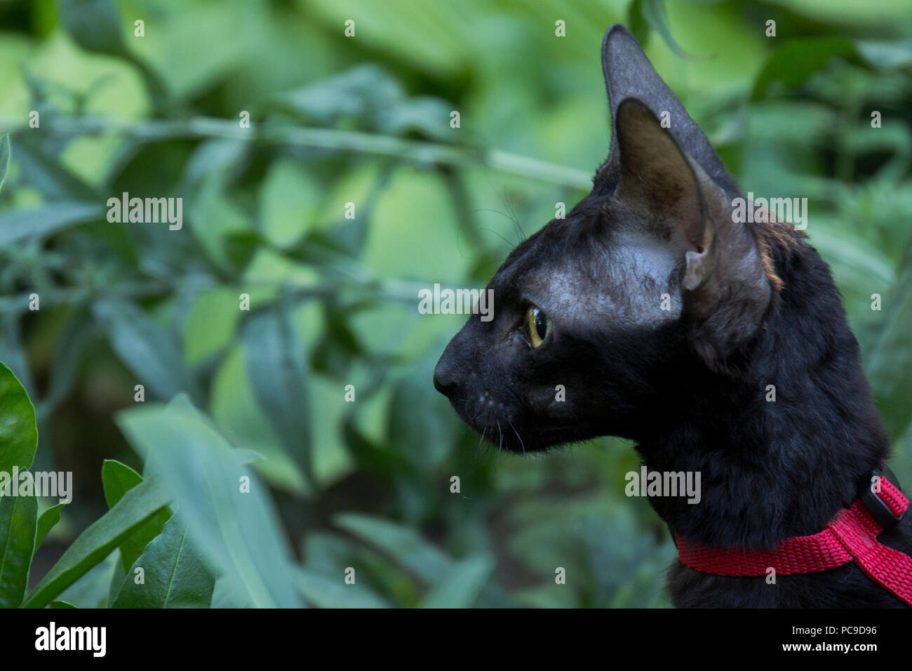Cornish Rex Kitten in red Kabelbaum sitzt im Gras Stockfoto