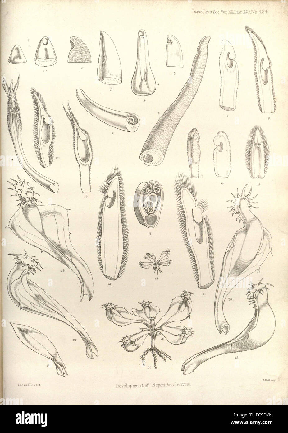 161 Entwicklung der Nepenthes Blätter - Transaktionen der Linnean Society of London (1859) Stockfoto