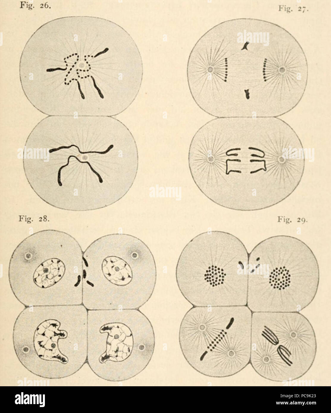 20 Chromatin Minderung Stockfoto