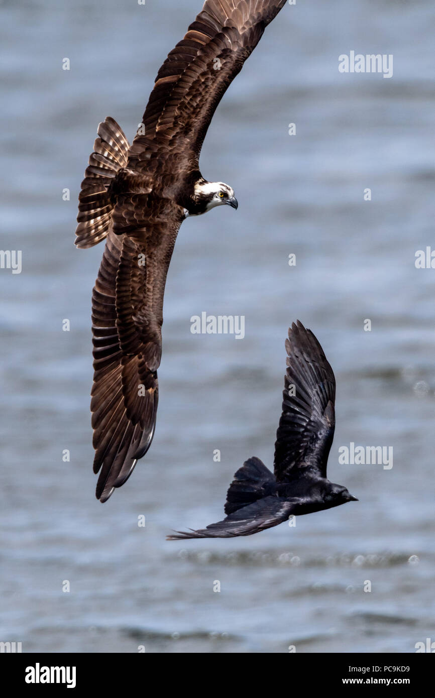 Fischadler (Pandion haliaetus) im Flug jagen einer Krähe, die der Osprey Nest zu nah angefahren. Stockfoto
