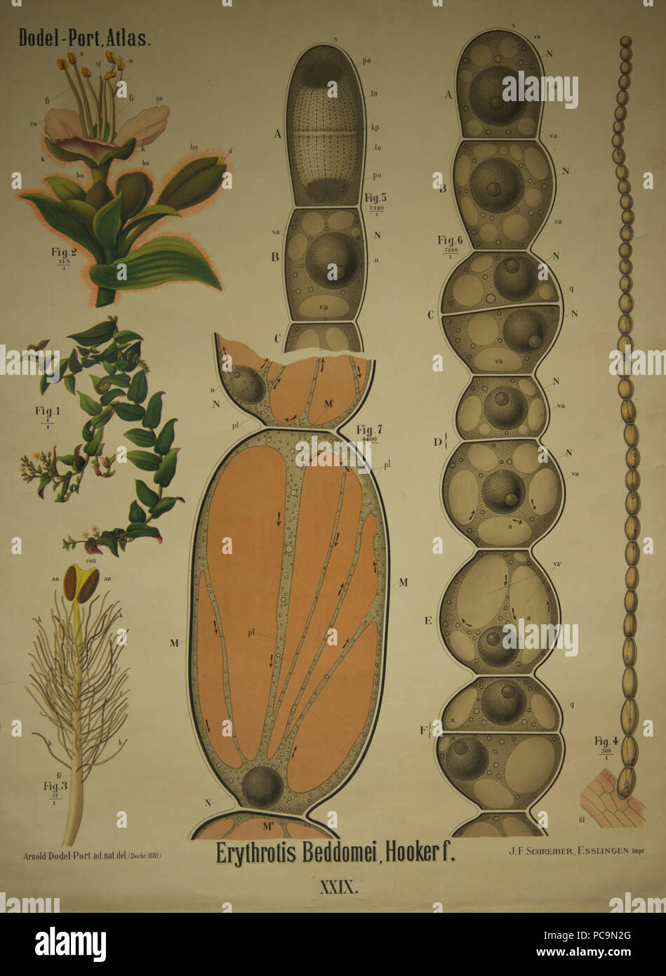 166 Dodel-Port Atlas Erythrotis beddomei (Hooker f) XXIX. Stockfoto