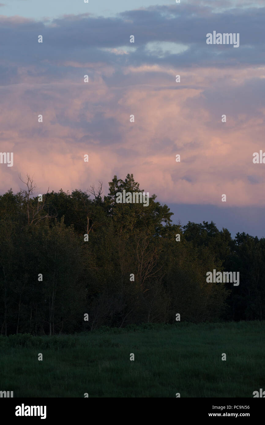 Eindruck der Waldrand Sonnenuntergang mit rosa Wolken, Elk Island National Park, Alberta, Kanada Stockfoto