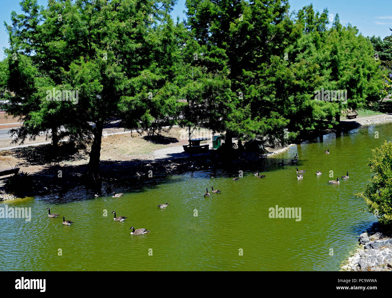 Canada Gänse am Teich in William Cann Civic Center Park, Union City, Kalifornien Stockfoto