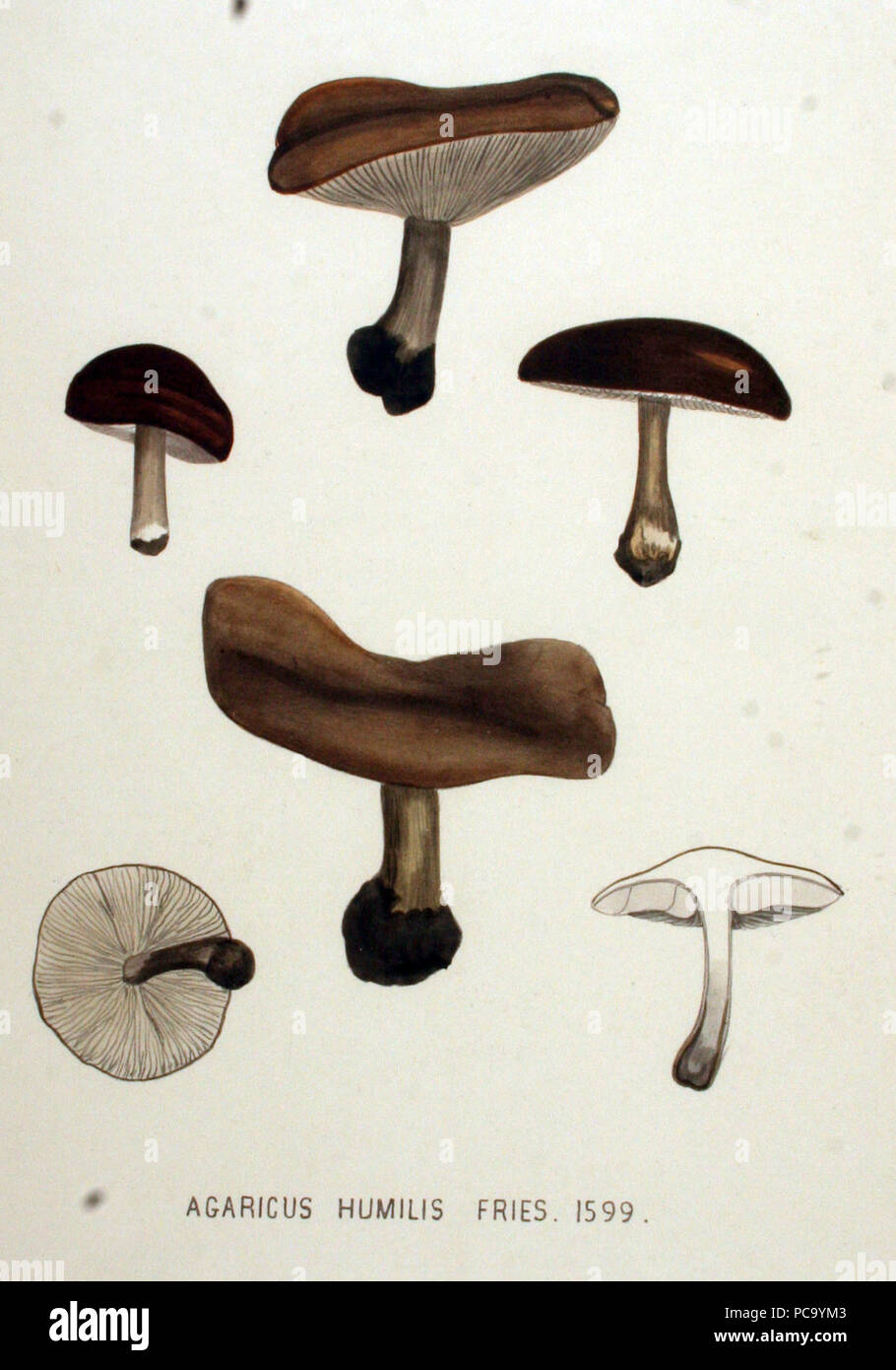 Agaricus humilis - Flora Batava - Band v 20. Stockfoto