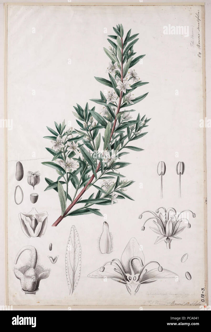 Agathosma serratifolia 00. Stockfoto