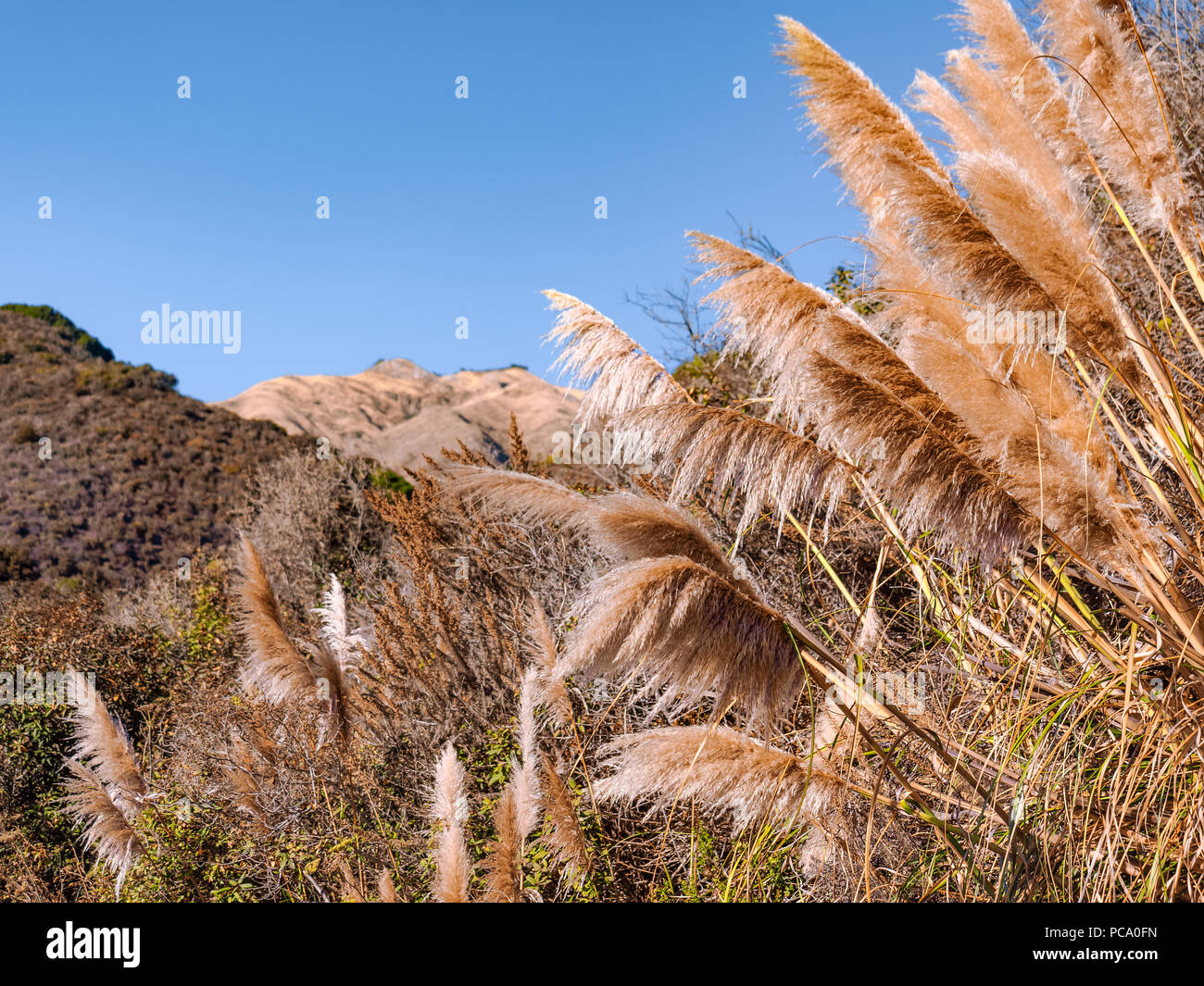 Trockenen Pampas Gras in der Brise während der Dürre Jahreszeit in Kalifornien. Schuß an einem sonnigen Tag an der Pfeiffer Big Sur State Park. Stockfoto