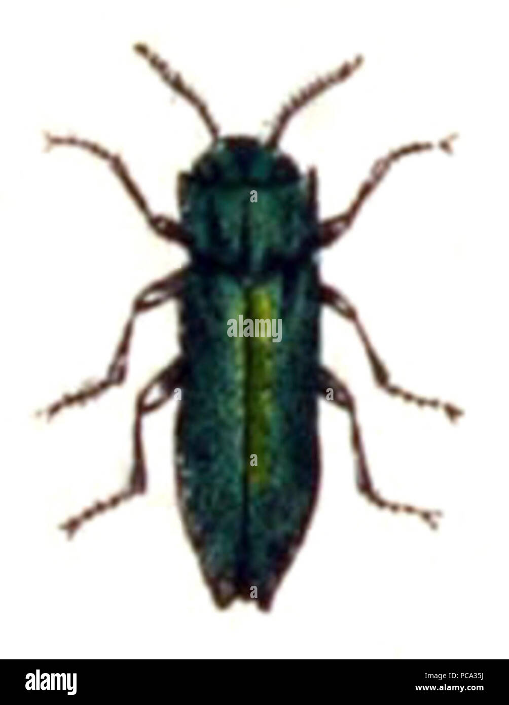 Agrilus. laticornis.-. calwer. 24.10. Stockfoto