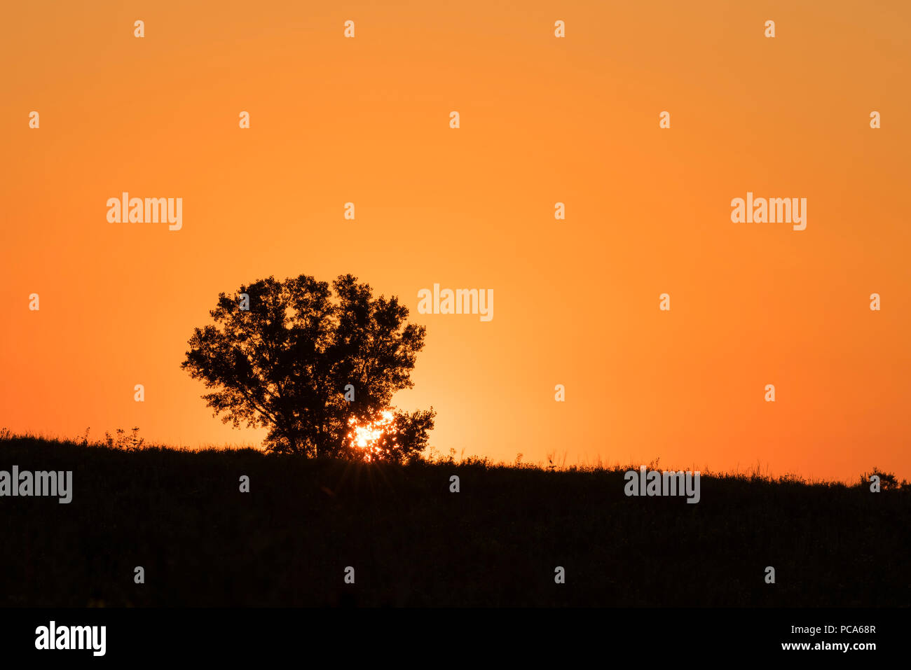 Baum bei Sonnenaufgang, Dakota County, MN, USA, von Dominique Braud/Dembinsky Foto Assoc Stockfoto