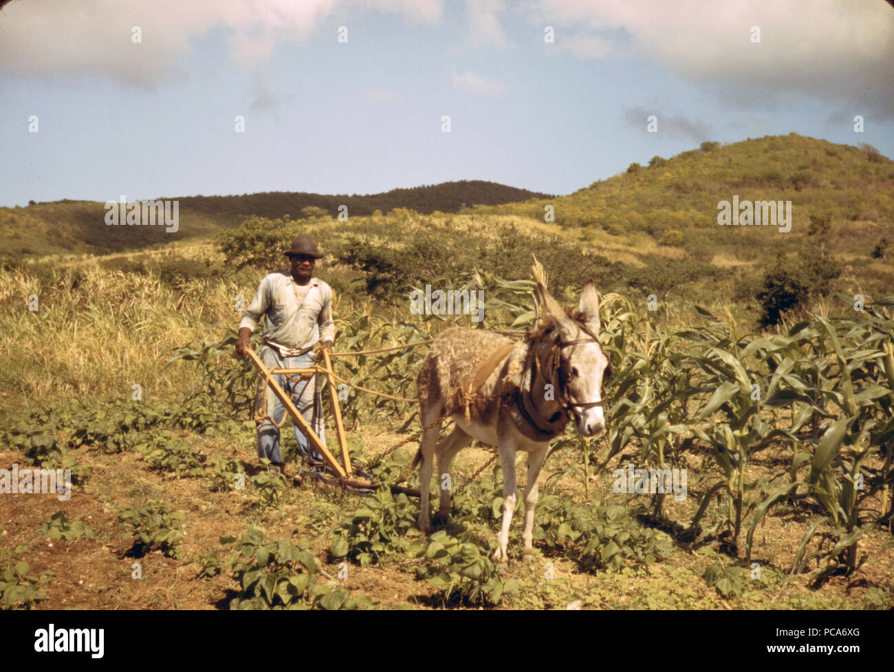 1940 Virgin Islands Bauer hinter einem Maultier gezogenen Pflug Stockfoto