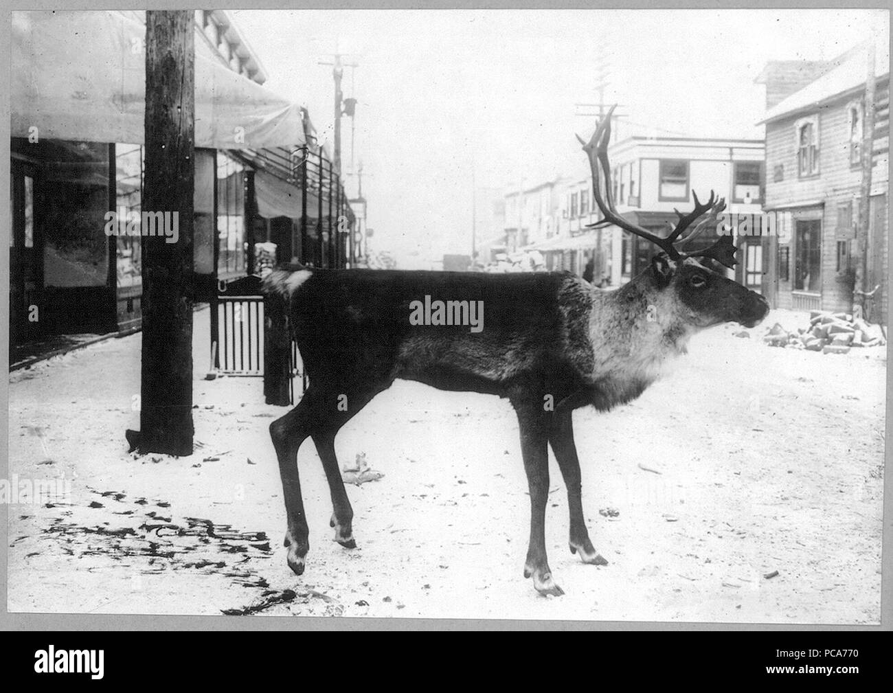 Gefüllte Rentier auf Straße - Dawson City, Yukon Territory, Kanada 1900 - 1923 Stockfoto