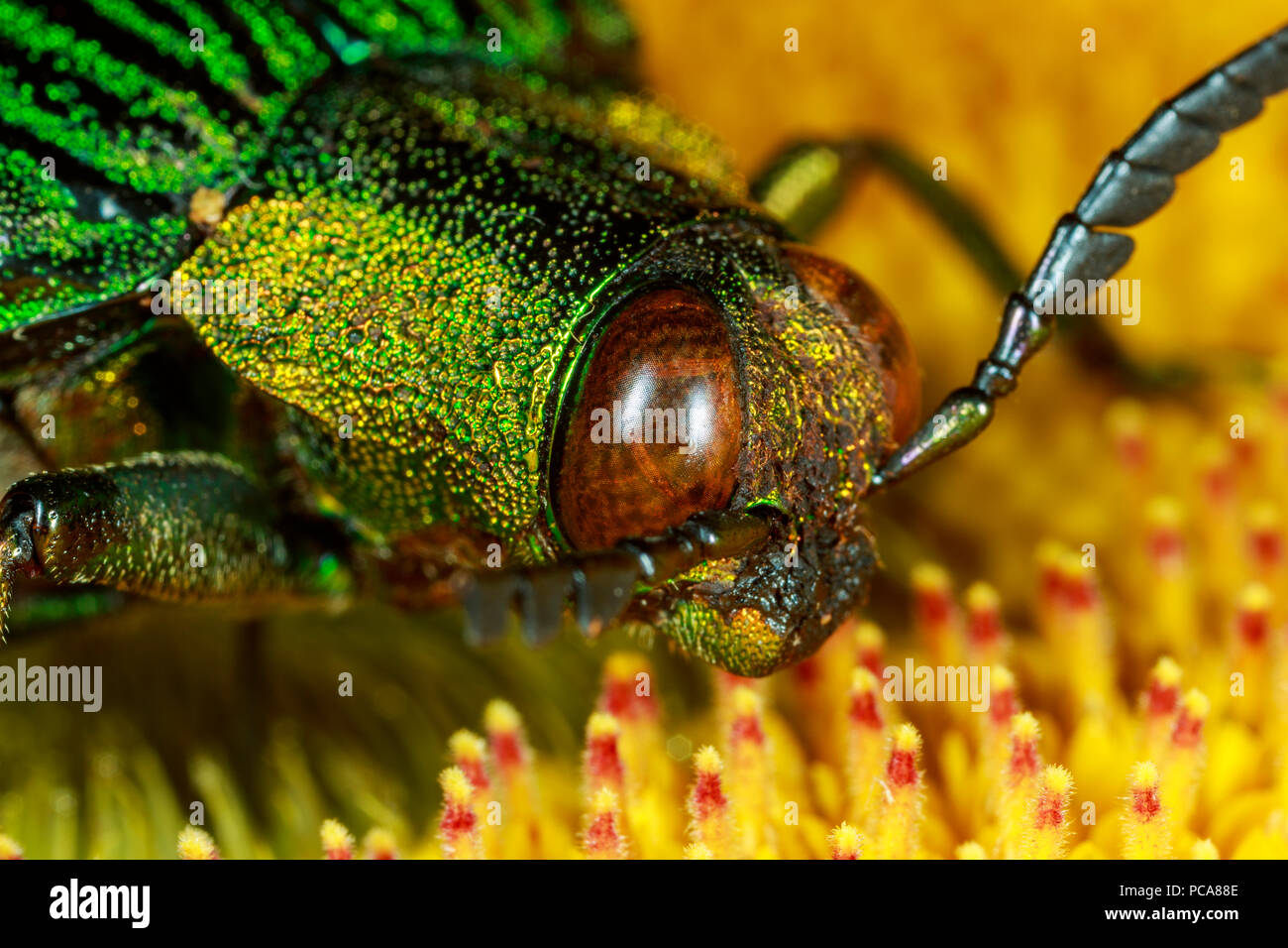 Opulenta Jewel (Cataxantha opulenta) Käfer auf Blume Stockfoto