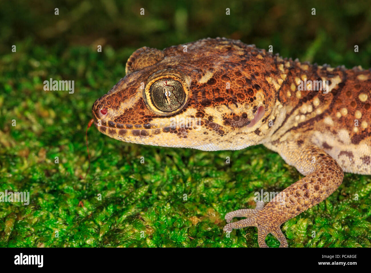 Panther Gecko (Paroedura pictus) Stockfoto