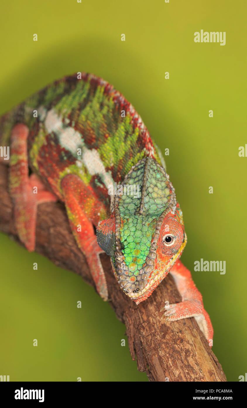 Ambilobe Panther chameleon (Furcifer pardalis) Stockfoto