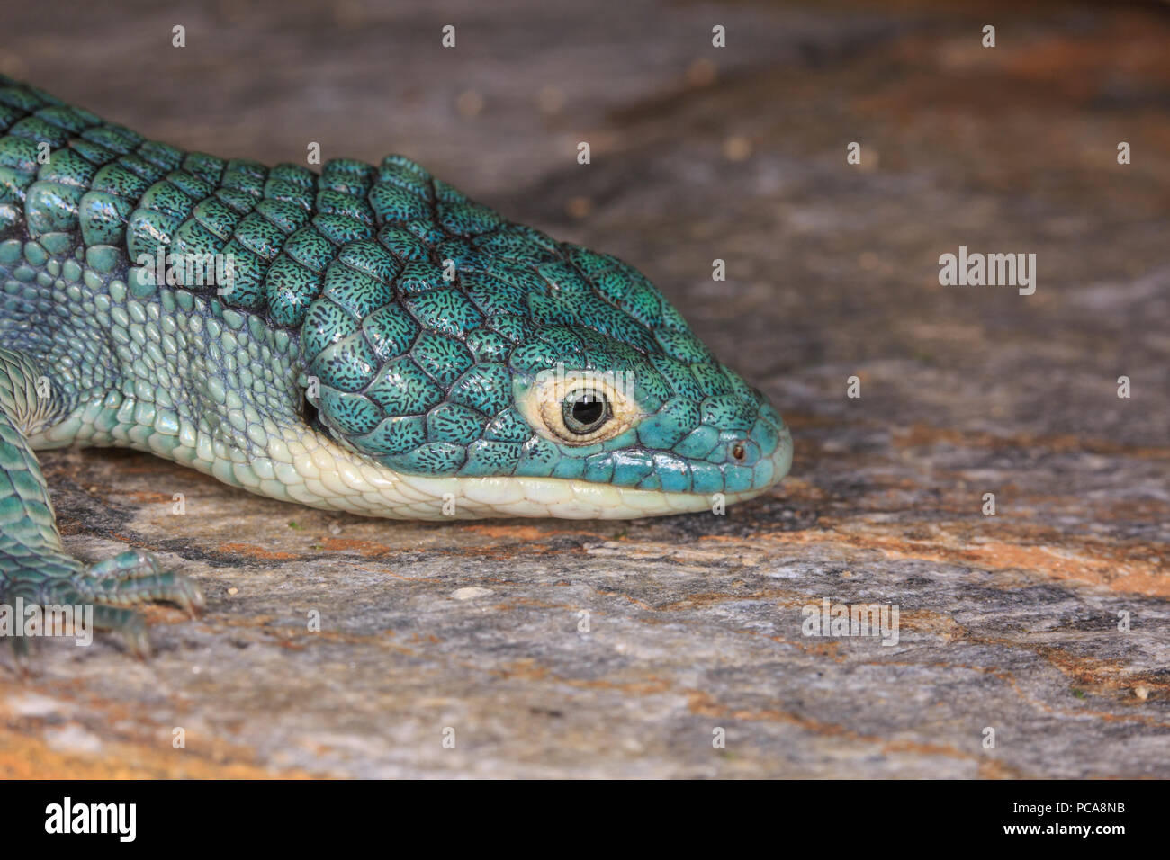 Arboreal Alligator Lizard Abronia Graminea Stockfotografie Alamy