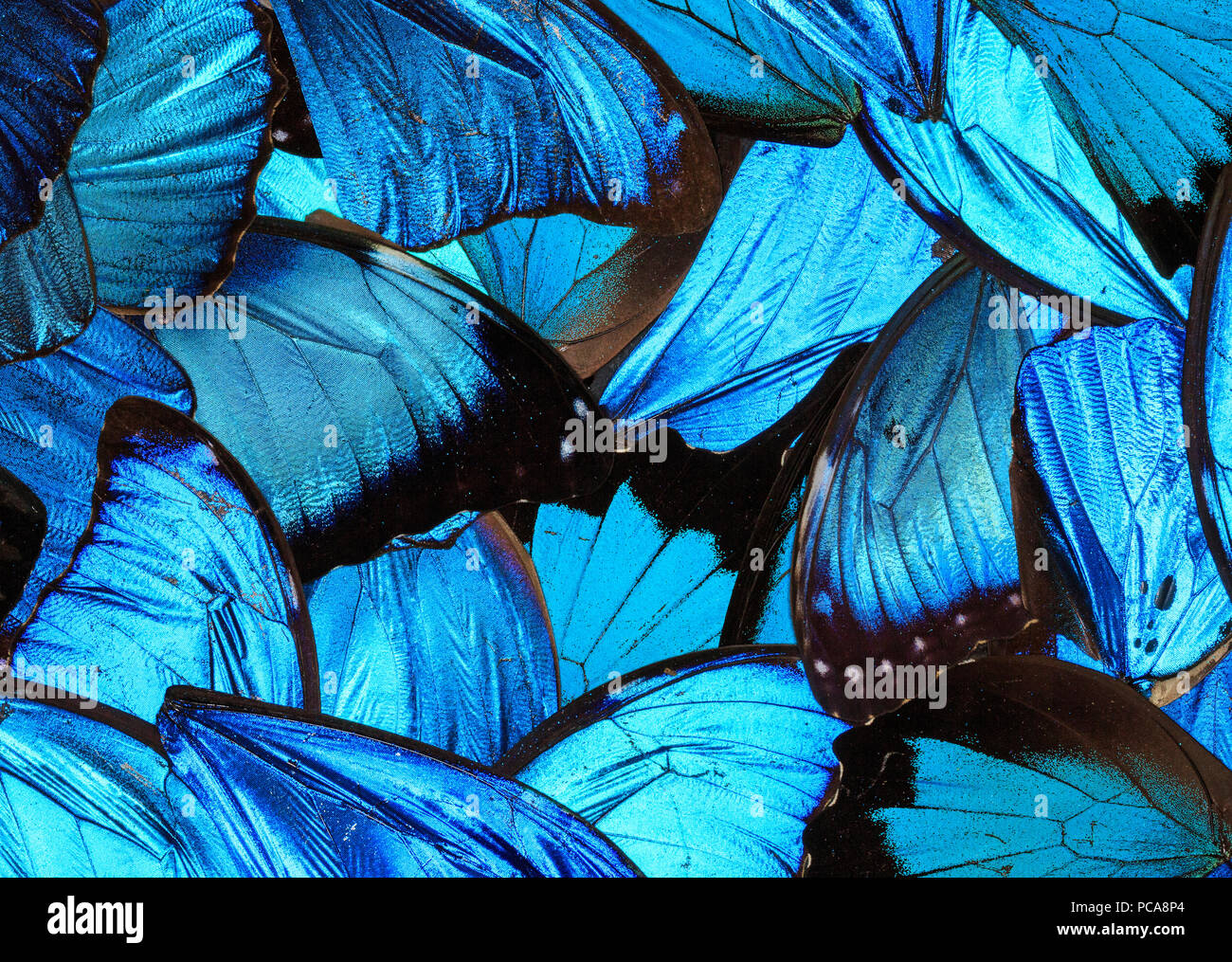 Morpho Butterfly Wings auf einem Tisch arrangiert. Stockfoto