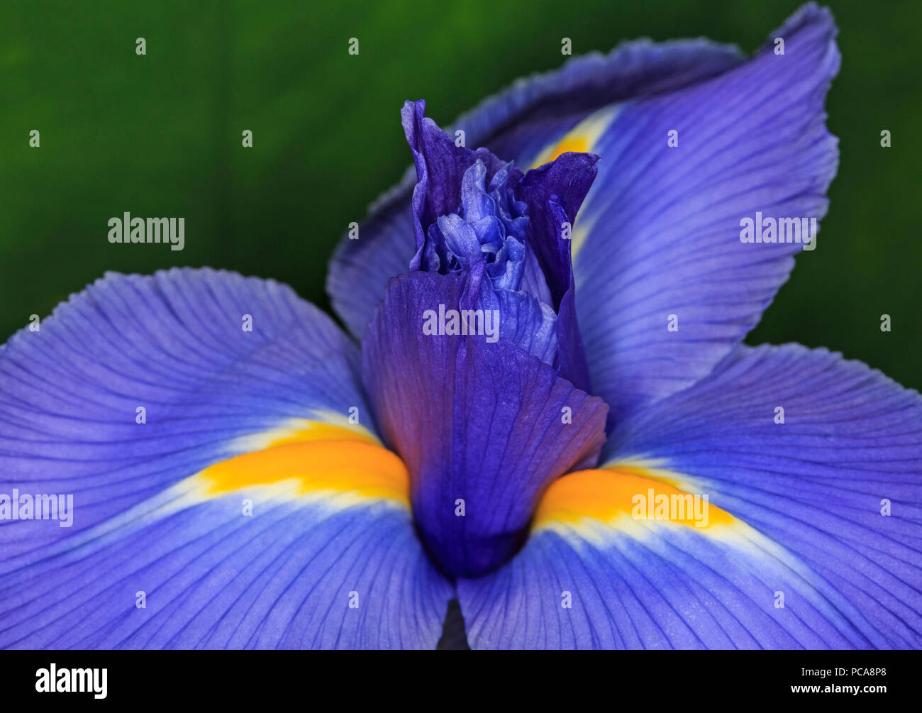 Schließen Sie ip eines blauen Iris Blume Stockfoto