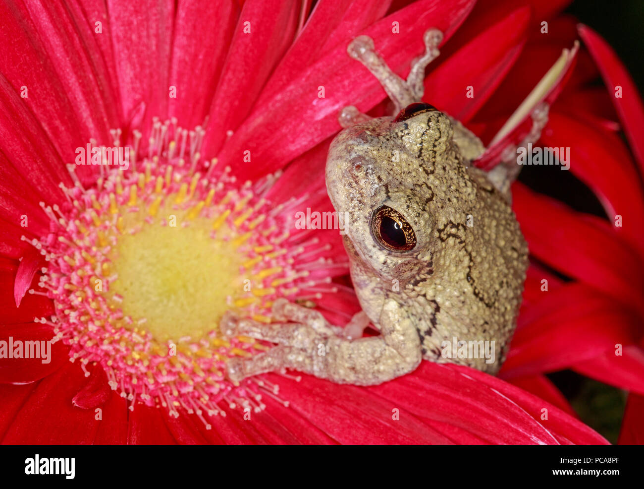 Grauer Laubfrosch (Hyla versicolor) auf gerbera Daisy Stockfoto