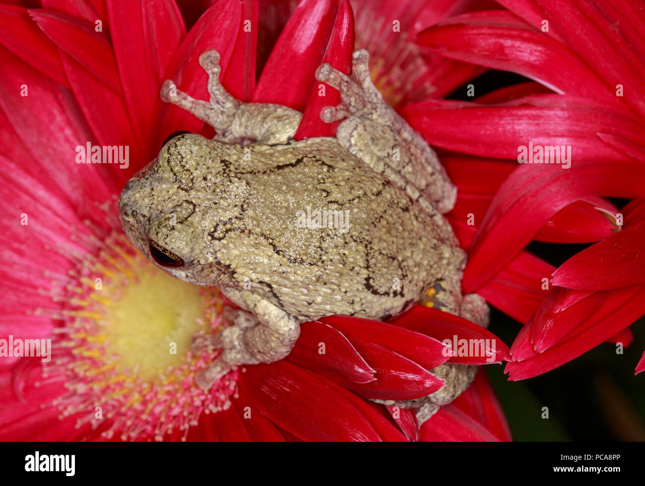 Grauer Laubfrosch (Hyla versicolor) auf gerbera Daisy Stockfoto