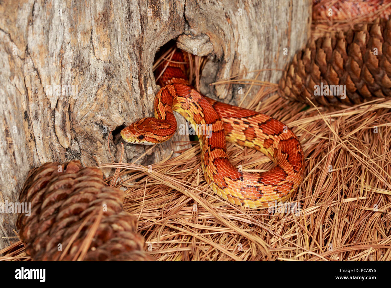 Kornnatter (Pantherophis Guttatus) Stockfoto