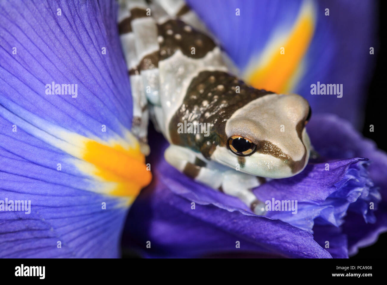 Amazon Milch Frösche (Trachycephalus resinifictrix) Stockfoto